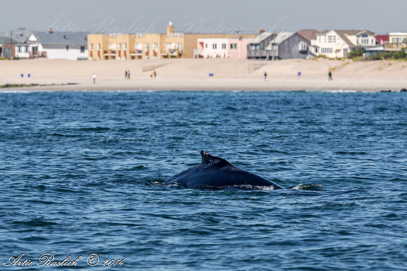 Humpback Whales
