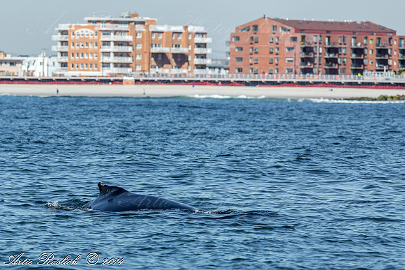Humpback Whales