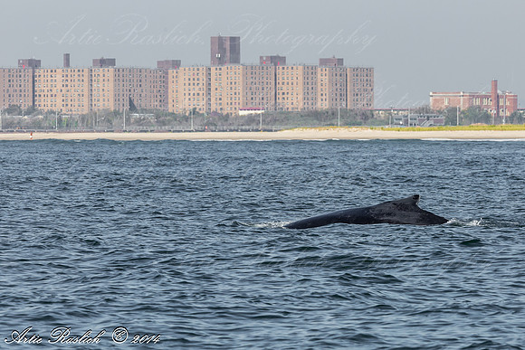 Humpback Whales