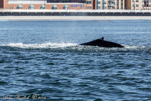 Humpback Whales