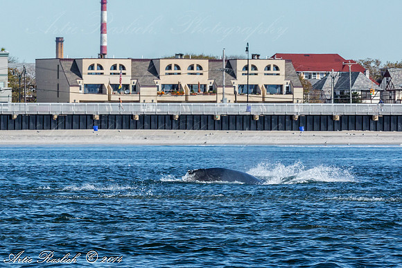 Humpback Whales