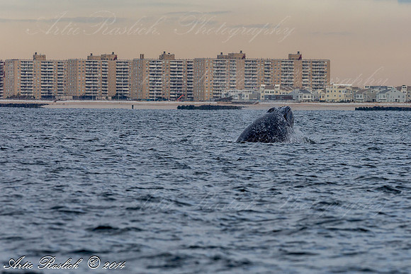 Humpback Whales