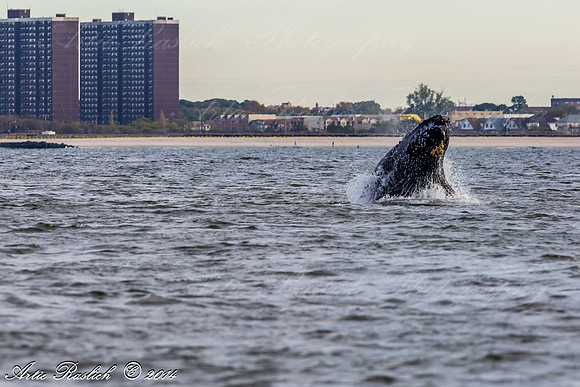 Humpback Whales