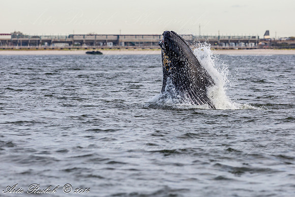 Humpback Whales