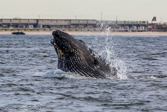 Humpback Whales