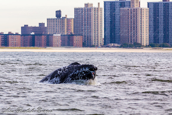 Humpback Whales