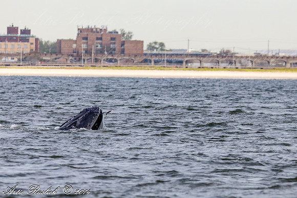 Humpback Whales