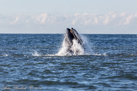Humpback Whales